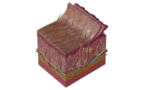 Miniature : le système tégumentaire (prt 1)