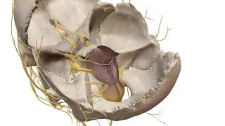 Miniature : Anatomie de la base du crane