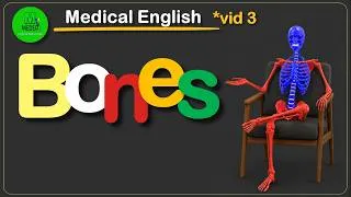Miniature : Bones in the humain body : Medical english *03