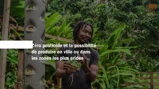 Miniature : L’aéroponie : Cultiver sans terre, l’avenir de l’agriculture durable ?