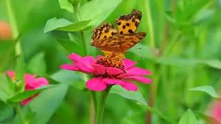 Miniature : Protection des cultures par le langage olfactif des plantes