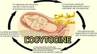 Miniature : Ocytocine : hormones hypophysaires anatomie et physiologie du système endocrinien شرح