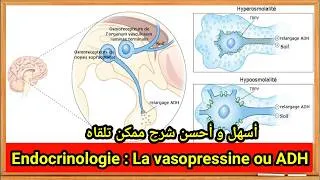 Miniature : Physiologie de la vasopressine (ADH) : Hormones de la posthypophyse || Endocrinologie شرح