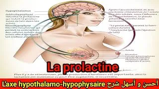 Miniature : La prolactine : l'axe hypothalamo-hypophysaire // Anatomie et physiologie du système endocrinien شرح