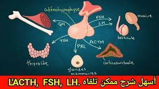 Miniature : ACTH FSH LH : les hormones de l'antéhypophyse || anatomie du système endocrinien شرح