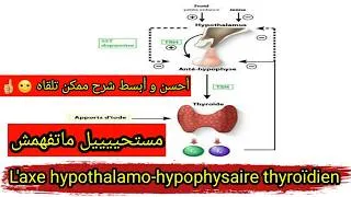 Miniature : L'axe hypothalamo-hypophysaire thyroïdien || Anatomie du système endocrinien شرح