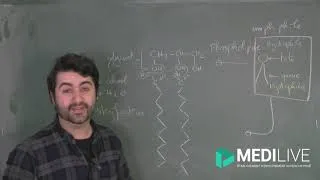 Miniature : Les membranes biologiques