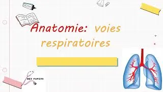 Miniature : anatomie des voies respiratoires