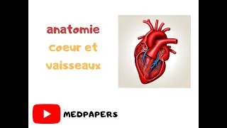 Miniature : anatomie du coeur