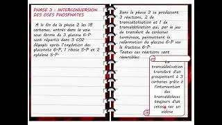 Miniature : voie de pentoses #biology #biochimie métabolique #biochimie