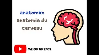 Miniature : anatomie de cerveau