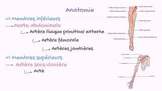 Miniature : Sémiologie Artérielle Périphérique - Apprenez les bases en 1 minute!