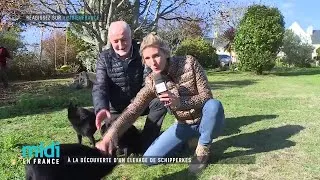 Miniature : À la découverte d'un élevage de Schipperkes