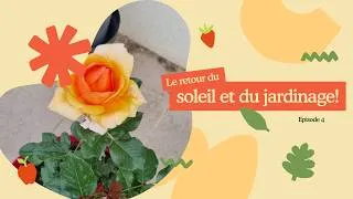 Miniature : LE RETOUR DU SOLEIL ON COMMENCE LES PLANTATIONS!