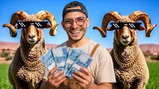 Miniature : Combien ça rapporte l’engraissement de moutons au Maroc ?