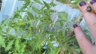 Miniature : Bientôt nos premiers légumes grâce à la Semence Bio 😁