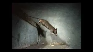 Miniature : Gens de la ville qui ne dormez guère (c'est les rats)