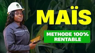 Miniature : Comment rentabiliser son maïs : La simulation complète pour 10 hectares