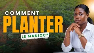 Miniature : Voici comment obtenir +30% de rendement de Manioc (Testée & Approuvée)