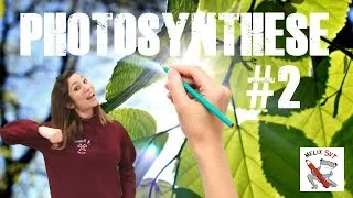 Miniature : Photosynthèse - Partie 2 #TerminaleS #SpéSVT