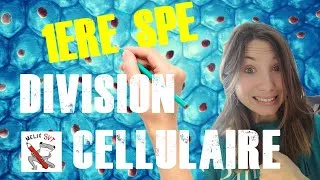 Miniature : Mitose, cycle cellulaire et réplication #1èrespéSVT