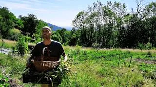 Miniature : #47 Recherche D'AUTONOMIE alimentaire grace au JARDIN FORET