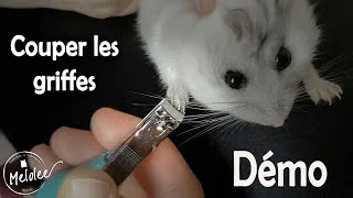 Miniature : HAMSTER : Couper les GRIFFES (démonstration)
