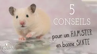 Miniature : 5 conseils pour un HAMSTER en bonne SANTE