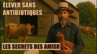 Miniature : Comment les Amish élèvent leurs animaux sans antibiotiques