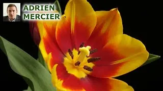 Miniature : Découvrez les secrets des fleurs : étamines et pistil expliqués !