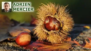 Miniature : Découvrez pourquoi les plantes fleurissent : les secrets de la floraison révélés !