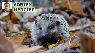 Miniature : Découvrez 7 Animaux Adorables Qui Pratiquent le Cannibalisme !
