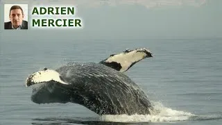 Miniature : Le Japon reprend la chasse à la baleine : enjeux et controverses révélés
