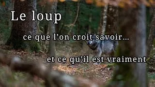 Miniature : Le loup : ce que l’on croit savoir… et ce qu’il est vraiment