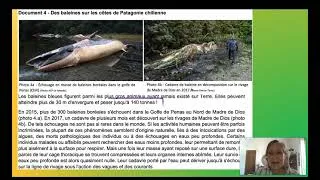 Miniature : corrige OG 2019 baleine échouée