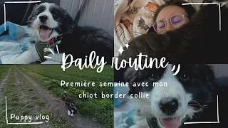 Miniature : PREMIÈRE SEMAINE AVEC MON CHIOT BORDER COLLIE🐾🍀 (Puppy vlog 2) #bordercollie #puppyvlog