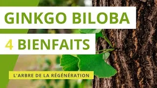 Miniature : Ginkgo biloba : 4 bienfaits de l'arbre de la régénération