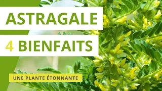 Miniature : Astragale : 4 bienfaits de cette plante médicinale étonnante
