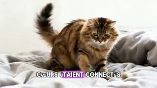 Miniature : 🐱 Tu ne verras PLUS les chats pareil… (l’histoire touchante de Mimine) ❤️