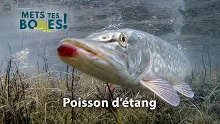 Miniature : Dombes : comment les étangs façonnent la vie du brochet