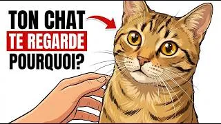 Miniature : Pourquoi ton chat te surveille-t-il ? Ce qu'il essaie de te dire