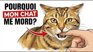 Miniature : Pourquoi mon chat mord soudainement ? Voici ce qu'il essaie de te dire