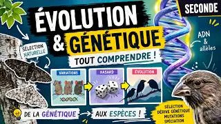 Miniature : 2nde - Evolution : Sélection naturelle + Dérive + Sélection sexuelle + Spéciation