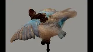 Miniature : Plumes du paradis au musée du quai Branly à Paris