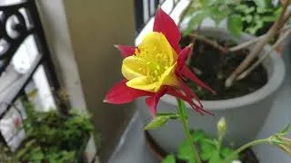 Miniature : La faune et la flore d'un appartement Parisien