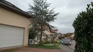 Miniature : Coupe d'un arbre qui déborde chez les voisins en 2 minutes par un amateur