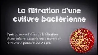 Miniature : Filtration d'une culture bactérienne sur filtre de 0,2 µm