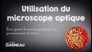 Miniature : Utilisation du microscope optique