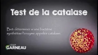 Miniature : Test de la catalase