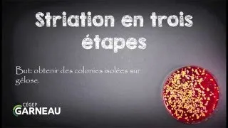 Miniature : Striation en trois étapes (isolement des cultures)